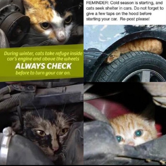 ๐ฑCOLD WEATHER ๐ถ Please Share๐ - Picture 3 of 3